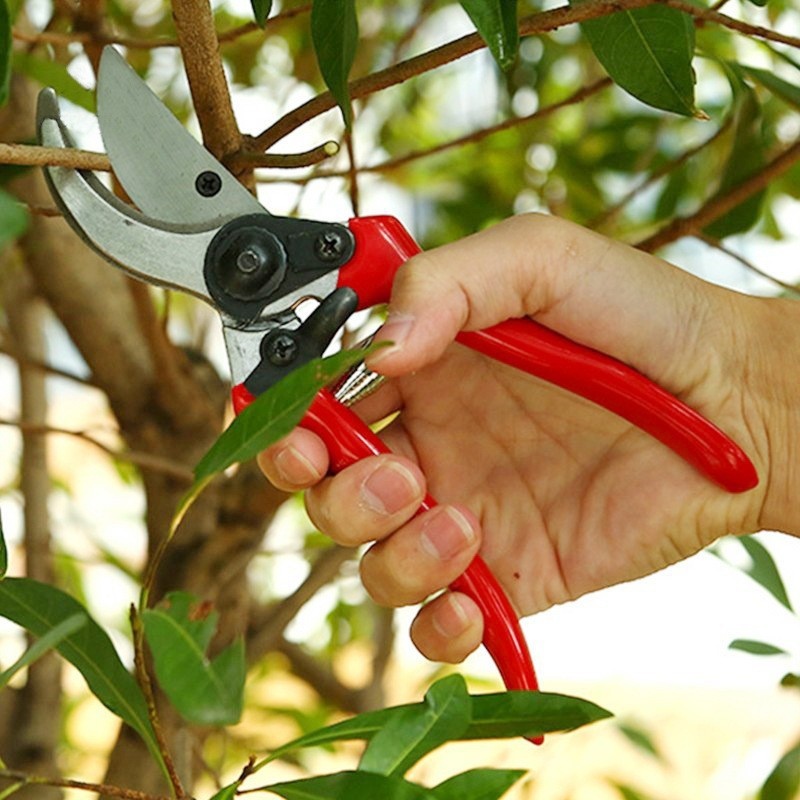 プレミアム接ぎ木剪定鋏 輸入高品質庭園盆栽鋏 家庭用卸売園芸 - Gardening Tools Quality のレビューと価格